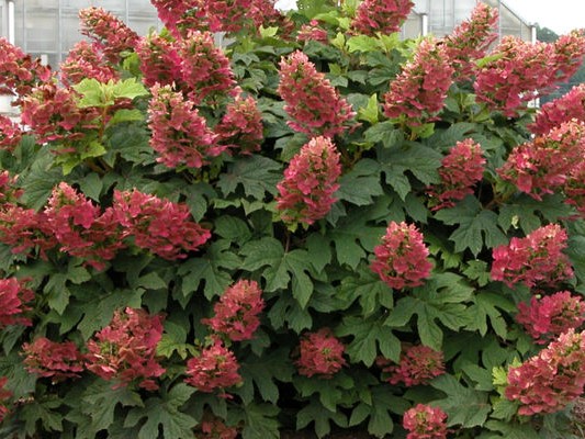 Oakleaf Hydrangea, ‘Ruby Slippers’