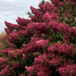 Panicle Hydrangea, 'Berry White'