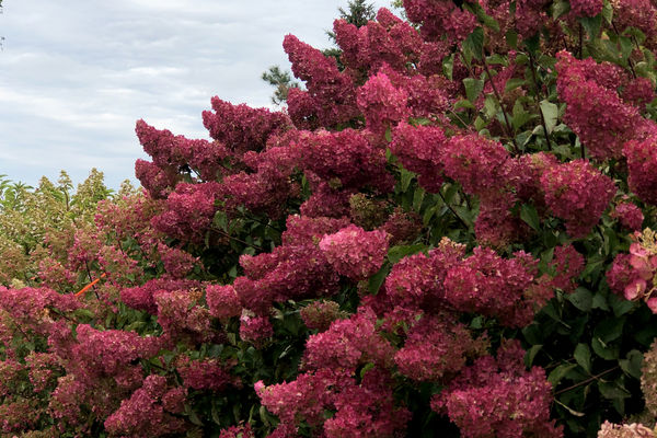 Panicle Hydrangea, ‘Berry White’