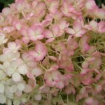 Panicle Hydrangea, 'Bobo'