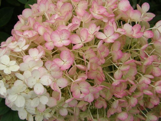 Panicle Hydrangea, ‘Bobo’
