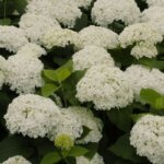 Smooth Hydrangea 'Annabelle'