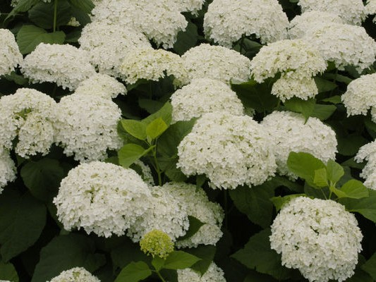 Smooth Hydrangea ‘Annabelle’
