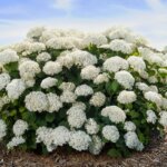Smooth Hydrangea, 'Flowerfull'