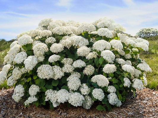 Smooth Hydrangea, ‘Flowerfull’