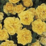 Miniature Rose, 'Lemon Drop'