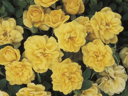 Miniature Rose, ‘Lemon Drop’