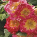 Miniature Rose, 'Tiddly Winks'