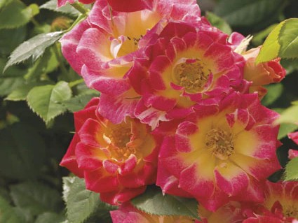 Miniature Rose, ‘Tiddly Winks’