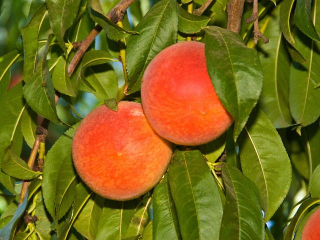 Semi-Dwarf Peach, ‘Redhaven’