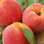 Semi-Dwarf Peach, 'Reliance'