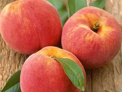 Semi-Dwarf Peach, ‘Reliance’