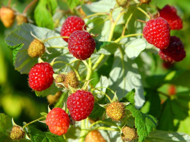 Raspberry, ‘Heritage’