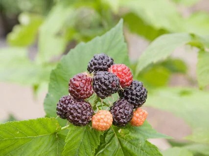 Raspberry, ‘Jewel Black’