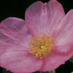 Rugosa Rose, 'Frau Dagmar Hartopp'