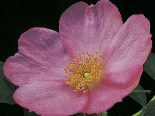 Rugosa Rose, ‘Frau Dagmar Hartopp’