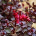 Sedum, 'Dragon's Blood'