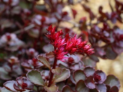 Sedum, ‘Dragon’s Blood’