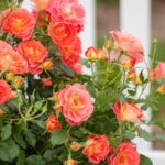 Shrub Rose, 'Coral Cove'