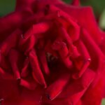Shrub Rose, 'Kashmir'