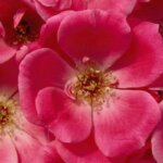 Shrub Rose, 'Pink Double' Knock Out