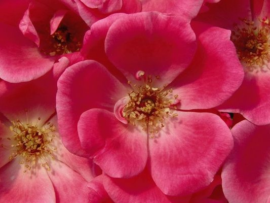 Shrub Rose, ‘Pink Double’ Knock Out