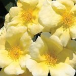 Shrub Rose, 'Sunny' Knock Out