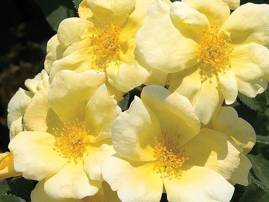 Shrub Rose, ‘Sunny’ Knock Out