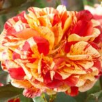 Shrub Rose, 'Oranges 'N' Lemons'