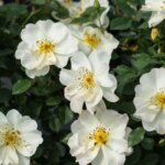Shrub Rose, 'Oscar Peterson'