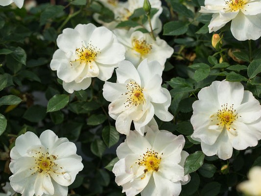 Shrub Rose, ‘Oscar Peterson’