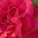 Shrub Rose, 'Super Hero'