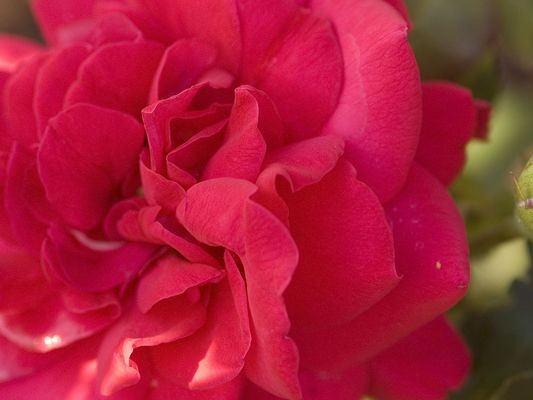 Shrub Rose, ‘Super Hero’