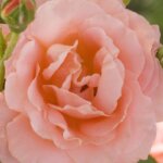 Shrub Rose, 'Sweet Fragrance'