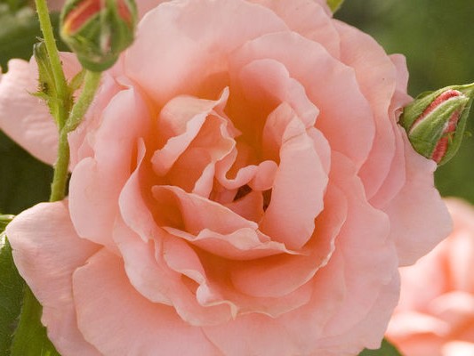 Shrub Rose, ‘Sweet Fragrance’