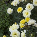 Shrub Rose, 'Yellow Submarine'