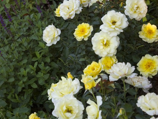 Shrub Rose, ‘Yellow Submarine’