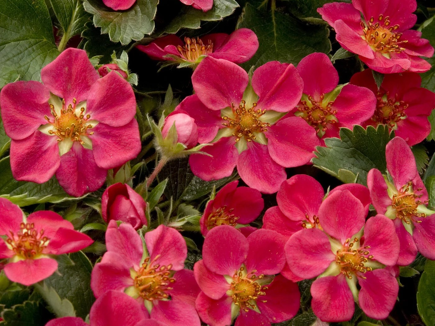 Strawberry, ‘Lipstick’