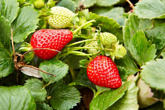 Strawberry, Albion Everbearing