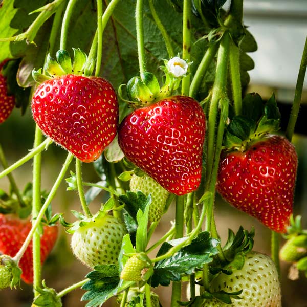 Strawberry, Sparkle