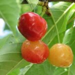 Sweet Cherry, 'Rainier'