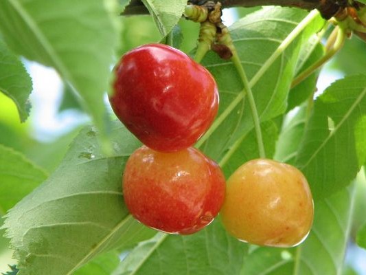 Sweet Cherry, ‘Rainier’
