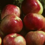 Semi-Dwarf Apple, 'Zestar!'