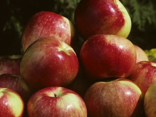 Semi-Dwarf Apple, ‘Zestar!’