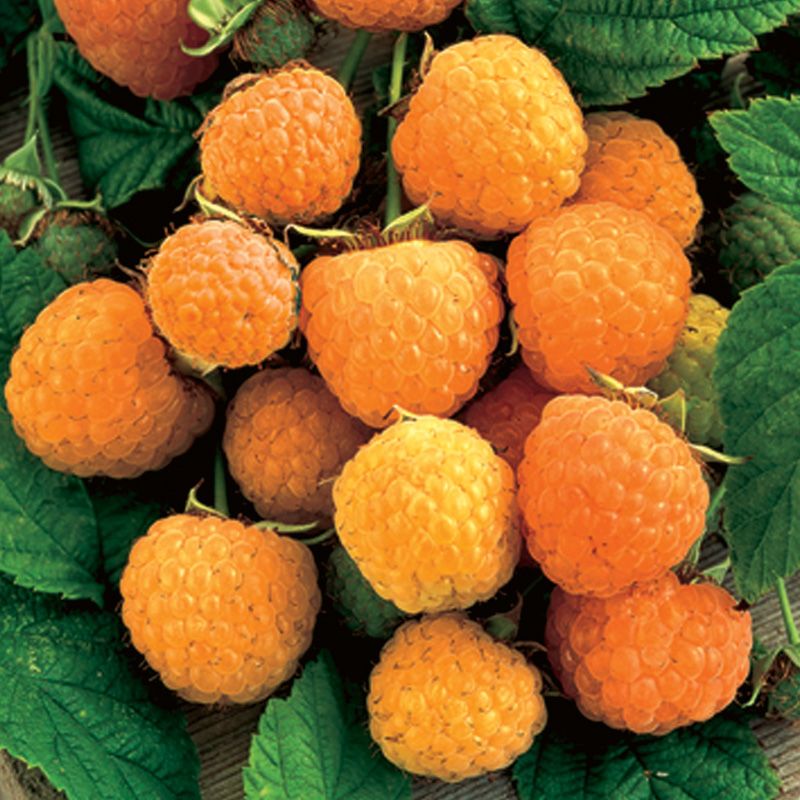 Raspberry, Everbearing Anne Yellow