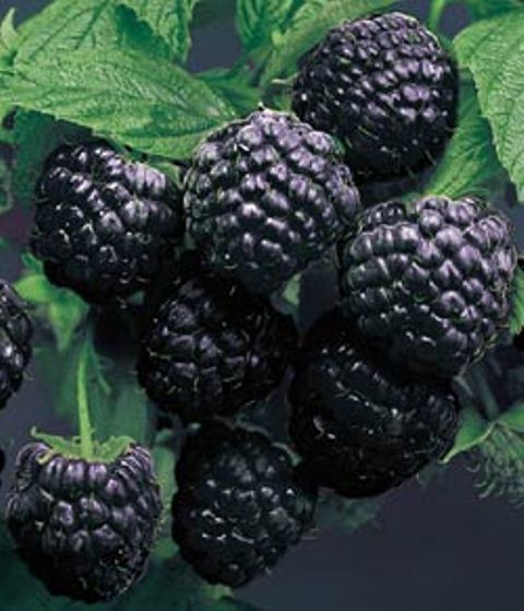 Raspberry, Cumberland