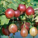 Gooseberry, Pixwell
