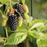 Blackberry, 'Superlicious'