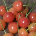 Semi-Dwarf Cherry, 'Montmorency'