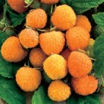 Raspberry, Everbearing Anne Yellow